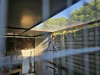 20&#43; Lovebirds for sale