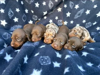 Beautiful miniature dachshund puppies for sale.