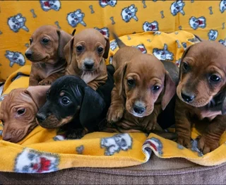 Beautiful miniature dachshund puppies for sale.