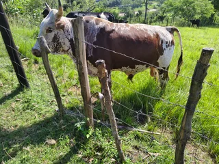 Nguni bull for sale