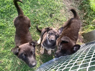 pure bred german shepherds