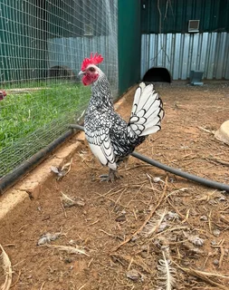 Sebright chicken pairs for sale