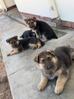 German Shepherd puppies