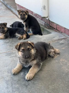 German Shepherd puppies