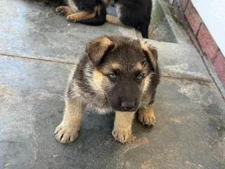 German Shepherd puppies