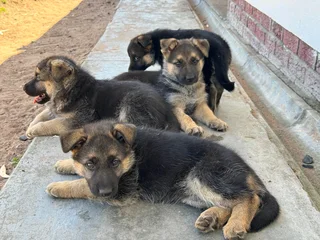 German Shepherd puppies