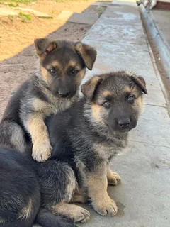 German Shepherd puppies