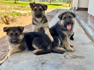 German Shepherd puppies