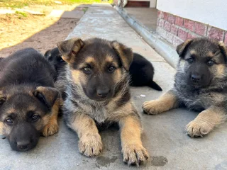 German Shepherd puppies