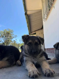 German Shepherd puppies