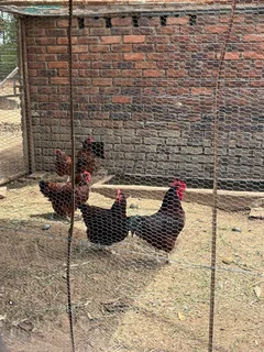 Rhode Island Red and Koekoek Chickens