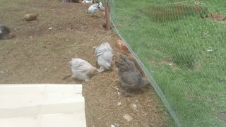 Brahma Chicks Black Friday Sale! Get A serious discount this Friday with our 100% pure Brahma Chicks