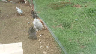 Brahma Chicks Black Friday Sale! Get A serious discount this Friday with our 100% pure Brahma Chicks