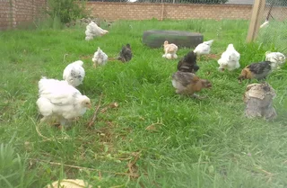6 Week Old Light Columbian Brahma Chicks Sale In Middelvlei, Randfontein. Only 100% Pure Breed!