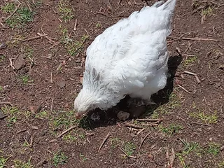 Brahma Chicks For Sale! From Day Old To 8 Weeks. Light Columbian, Partridge and Isabella available