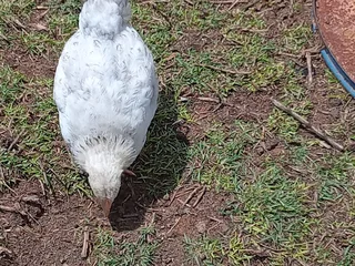 Brahma Chicks For Sale! From Day Old To 8 Weeks. Light Columbian, Partridge and Isabella available