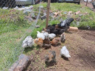 Brahma Chicks For Sale! From Day Old To 8 Weeks. Light Columbian, Partridge and Isabella available
