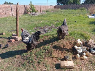 Brahma Chicks For Sale! From Day Old To 8 Weeks. Light Columbian, Partridge and Isabella available