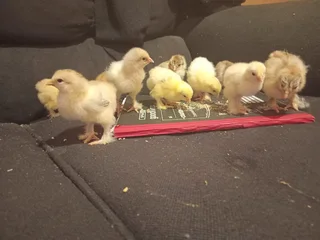 10×brahma Chicks.  5 Light Columbian And 5 Silver Partridge Available. Healthy And 100% Pure Breed.