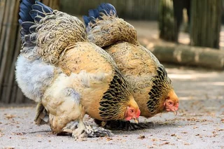 Brahma Chicken Special. Fertile eggs, chicks and breeding pairs available.