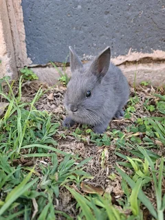 Netherland Dwarf