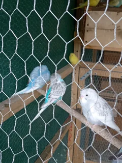 Jong Budgies te koop