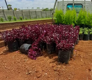 Albert garden service and landscaping