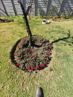 Albert garden service and landscaping