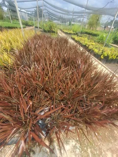 Albert garden service and landscaping