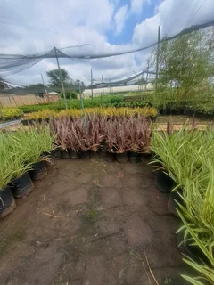 Albert garden service and landscaping