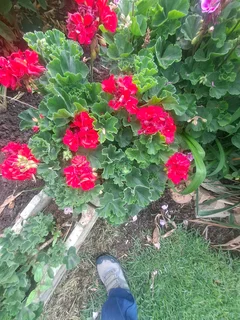 Albert garden service and landscaping