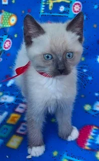 Ragdoll Siamese kittens