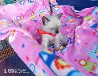 Ragdoll Siamese kittens