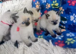 Beautiful colour point kittens.