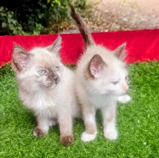 kittens - Ad posted by suzet Lee