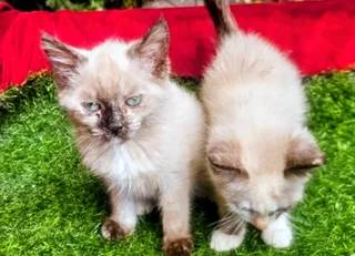 kittens - Ad posted by suzet Lee