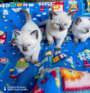 Ragdoll kittens.