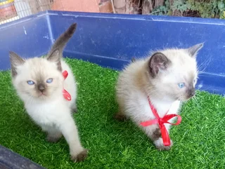 kittens - Ad posted by suzet Lee