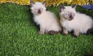 Stunning kittens