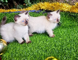 Stunning kittens