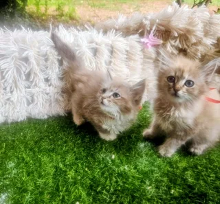 Raggamuffen caramel kittens