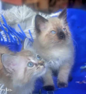 Ragdoll Siamese kittens