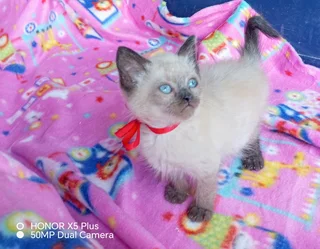 Ragdoll Siamese kittens