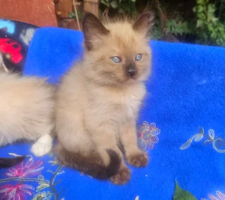 Ragdoll Siamese kittens