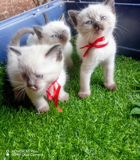 Beautiful seal point kittens
