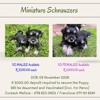 Schnauzer Puppies