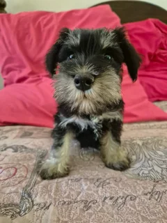 Schnauzer Puppy (Female)