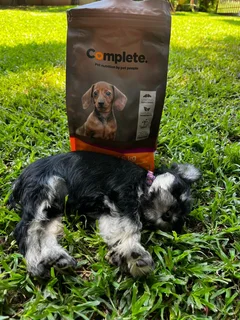 Schnauzer Puppy (Female)