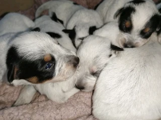 Australian cattle dog puppies for sale. Opregte Beeshondjies te koop.