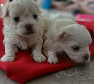Miniatuur Maltese Poodels